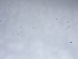 IMG_0426